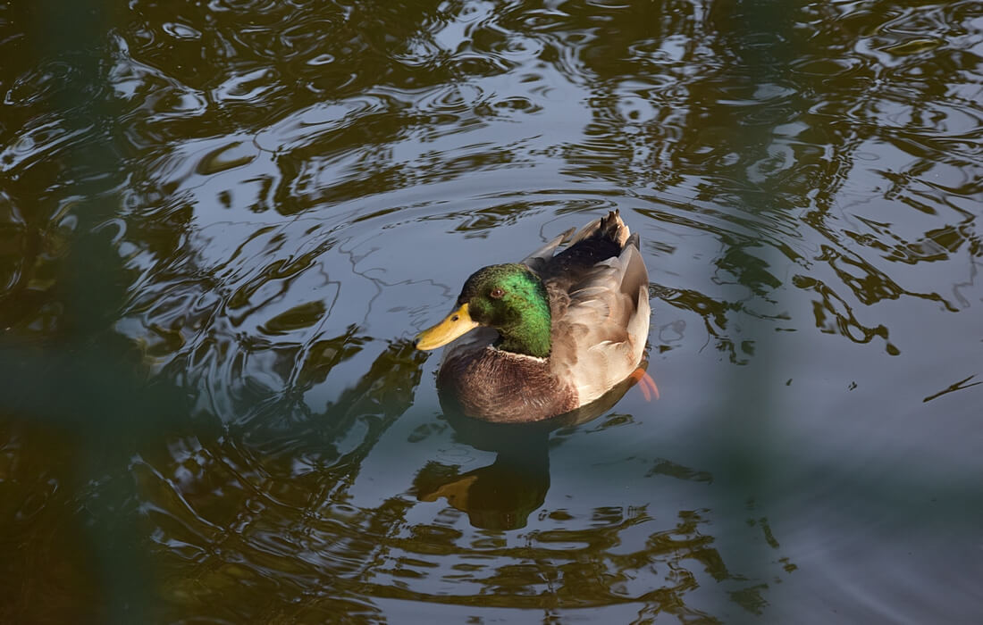 Ferruginous Duck (Anas platyrchynchos) – Kopacki rit, Baranja